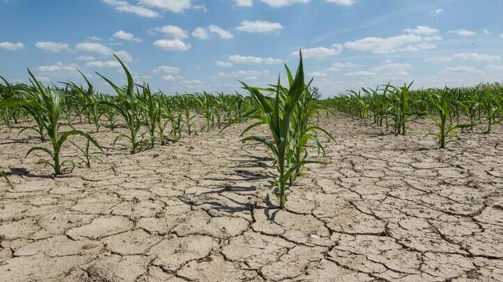 Hormone that helps plants retain water